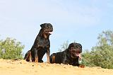 ROTTWEILER 070